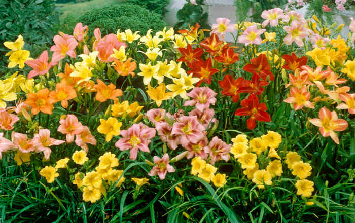 Цветы Для Сада Неприхотливые Долгоцветущие Фото